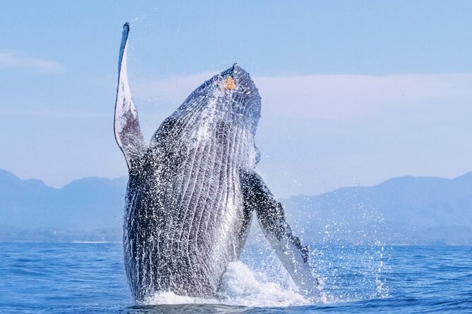 Whale Watching - Key points to know before you go
