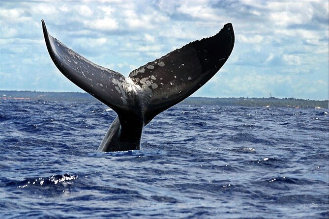 Whale Watching - Whale Watching from Sayulita: Where You Meet and What You’re Actually Buying