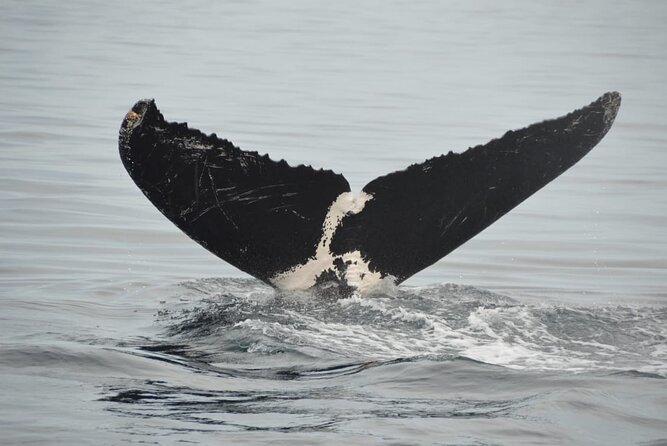 Whale watching 3 hours in Puerto Vallarta - Key things that matter before you go