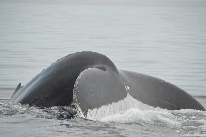 Whale watching 3 hours in Puerto Vallarta - Your whale-watching boat: small, roofed, and built for spotting