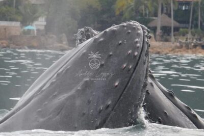 Whale watching 3 hours in Puerto Vallarta - Timing: why 3 hours can feel shorter in real life