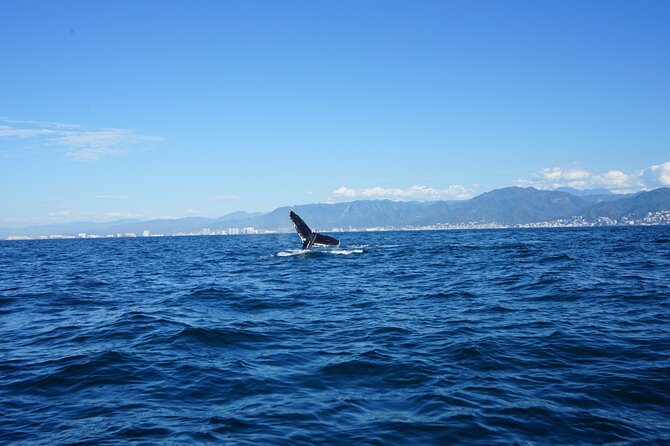 Whale watching 3 hours in Puerto Vallarta - The whales you’re likely to see, and what to watch for
