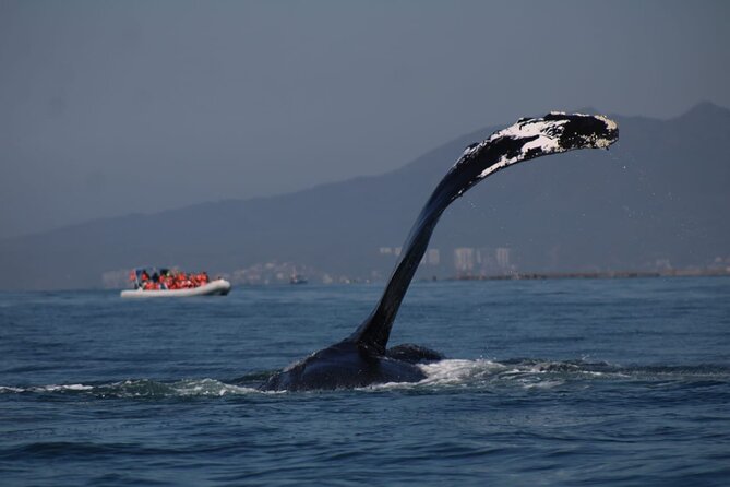 Whale watching 3 hours in Puerto Vallarta - Price and logistics: the real cost beyond the $48