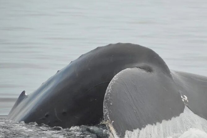 Whale watching 3 hours in Puerto Vallarta - Language and safety: great for safety, mixed for English explanations