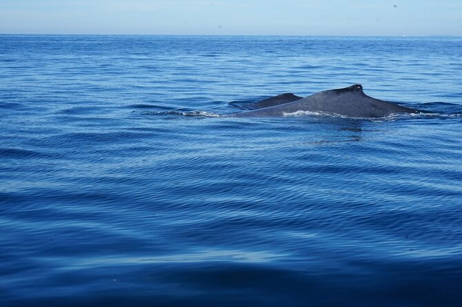 Whale watching 3 hours in Puerto Vallarta - Should you book this Puerto Vallarta whale-watching trip?