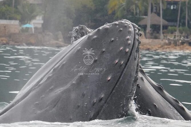 Whale watching 3 hours in Puerto Vallarta - Timing: why 3 hours can feel shorter in real life