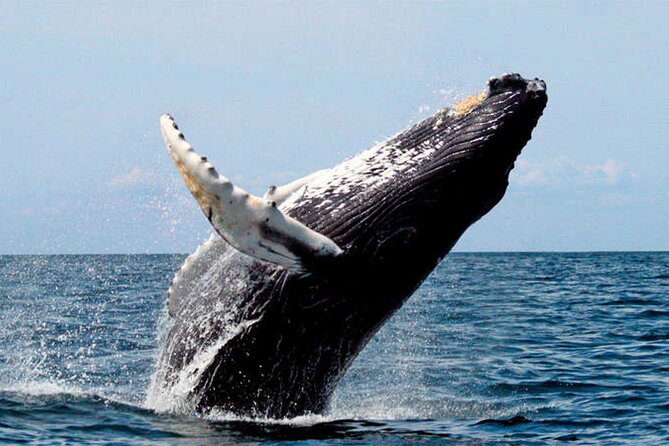 Whale Watching - Following Whale Rules in Real Life (Not Just on Paper)