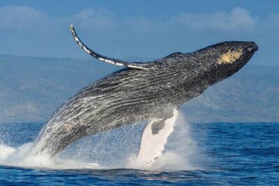 Whale watching - The 2-hour cruise rhythm: what your time on the water is really like