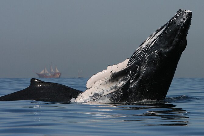 Whale Watching - The Itinerary Moment: What Happens After You Board in La Marina de La Cruz