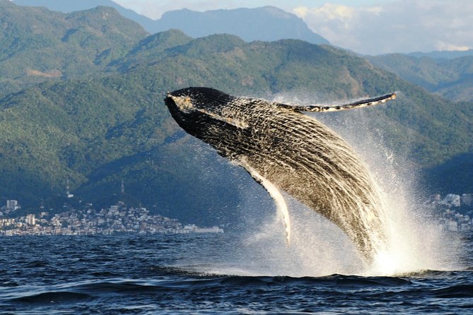 Whale Watching Adventure – Led by a Marine Biologist - Marina Vallarta Boarding: quick transfer, restroom on board