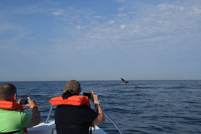Whale Watching Adventure – Led by a Marine Biologist - What the biologist explains while you spot moms, calves, and male behavior