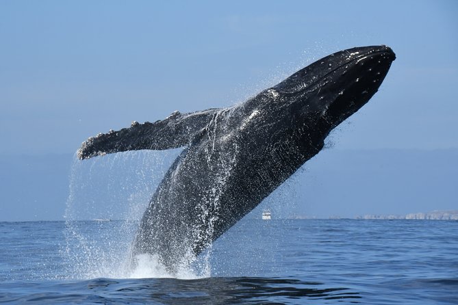Whale Watching Adventure – Led by a Marine Biologist - Price and value: what you’re actually buying for your money
