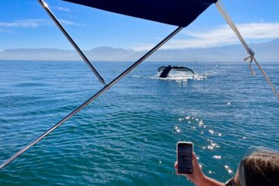 Whale Watching and Los Arcos 5 Islands Adventure - Bay of Banderas whale watching: where the odds are built in
