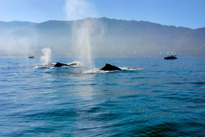 Whale Watching and Los Arcos 5 Islands Adventure - Price and value: why $79 can make sense here
