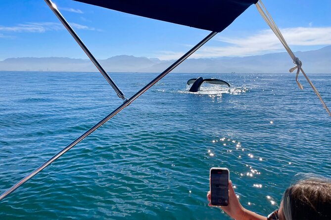 Whale Watching and Los Arcos 5 Islands Adventure - Bay of Banderas whale watching: where the odds are built in