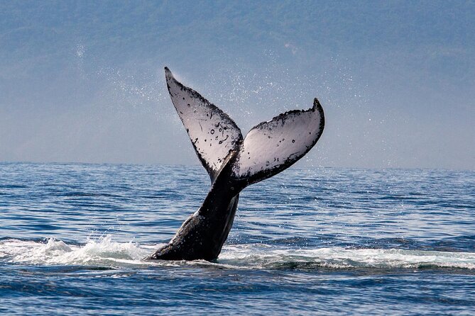 Whale Watching Cruise In Puerto Vallarta & Nuevo Vallarta - Breakfast and lunch onboard: ceviche, paninis, and marlin burritas