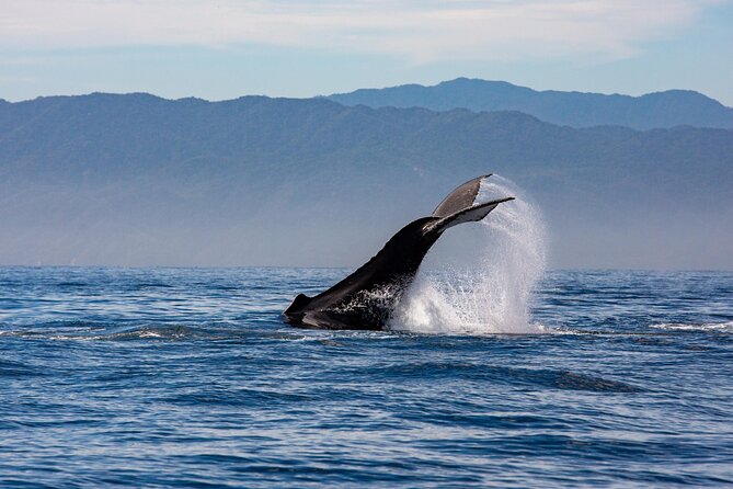 Whale Watching Cruise In Puerto Vallarta & Nuevo Vallarta - Who this cruise fits best (and who might want a different day)