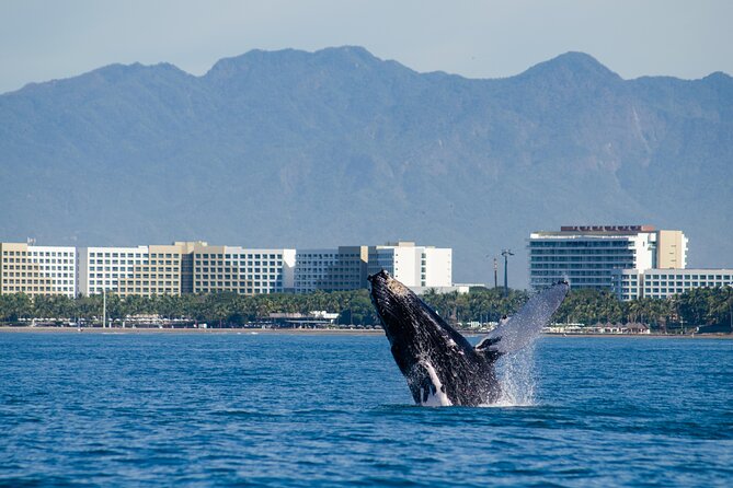 Whale Watching Cruise In Puerto Vallarta & Nuevo Vallarta - Getting there at Puerto Mágico: simple, but don’t wing it
