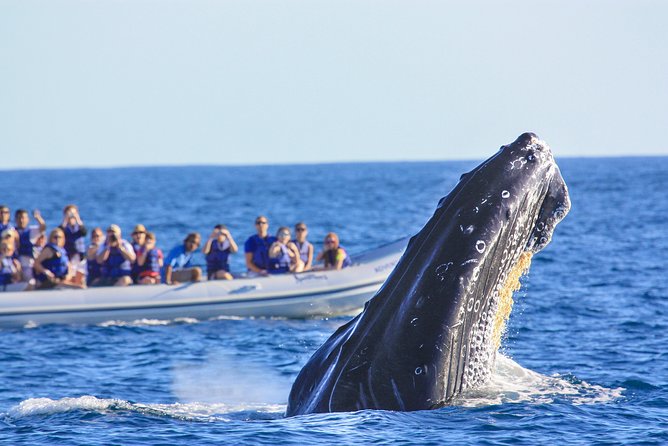 Whale Watching Experience - Winter Humpbacks in Banderas Bay: What Makes This Trip Special