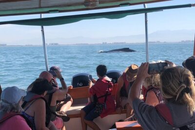 Whale Watching Experience – 4 Hours in Puerto Vallarta - What “Marine Biologist Guided” Actually Means at Sea