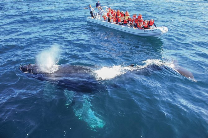 Whale Watching Experience - Stops and Timing: What You’ll Do Before and During Whale Encounters