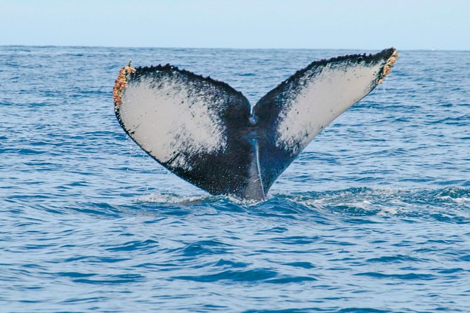 Whale Watching Experience - What’s Included (and What You’ll Pay for On Top)