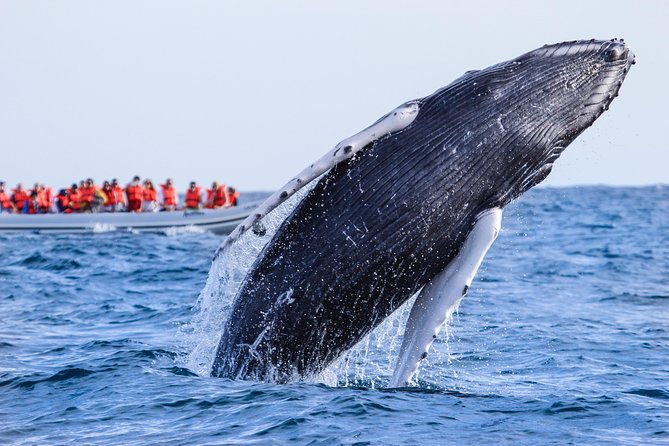 Whale Watching Experience - Meeting Point Reality: No Hotel Pickup, Simple Start and Finish