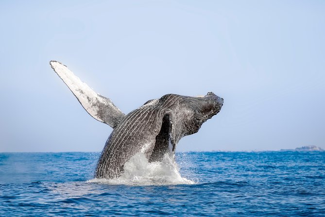Whale Watching Experience - Group Size and How It Affects Your Whale Watching