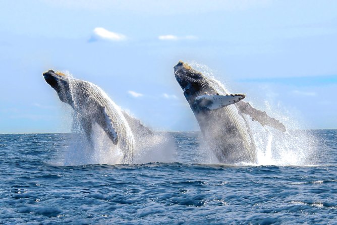 Whale Watching Experience - The Speedboat Advantage From Vallarta Adventures