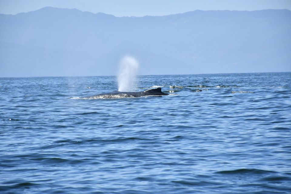 Whale Watching Guaranteed Experience in Puerto Vallarta - Whale Watching Key Points You Should Know