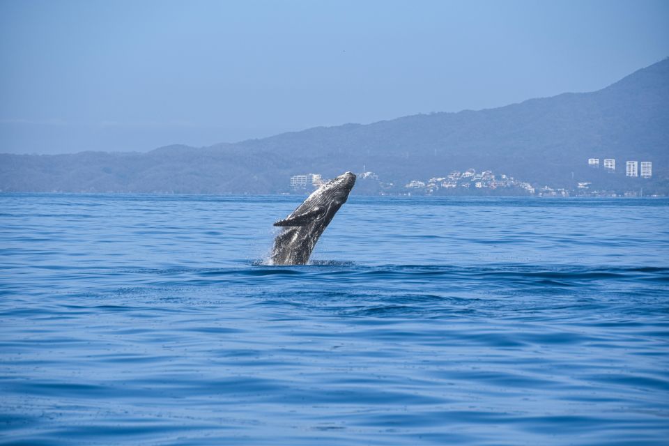 Whale Watching Guaranteed Experience in Puerto Vallarta - Whale Watching Guarantee and What It Means for You