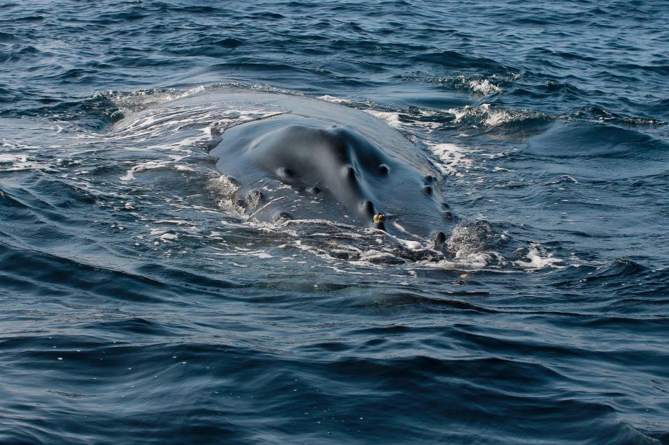 Whale Watching Guaranteed Experience in Puerto Vallarta - The Guide Experience: Benjamin (Benji) Makes the Difference