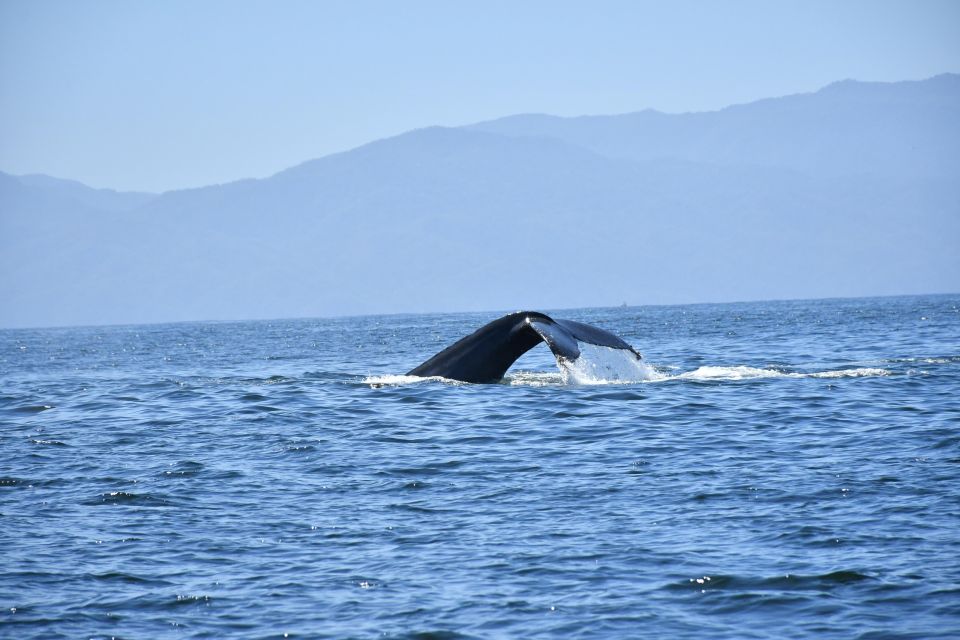 Whale Watching Guaranteed Experience in Puerto Vallarta - Price and Value: Is $99 a Good Deal?