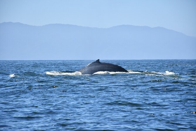 Whale Watching Guaranteed Experience in Puerto Vallarta - Meeting point and cruise pickup: the part you should not wing