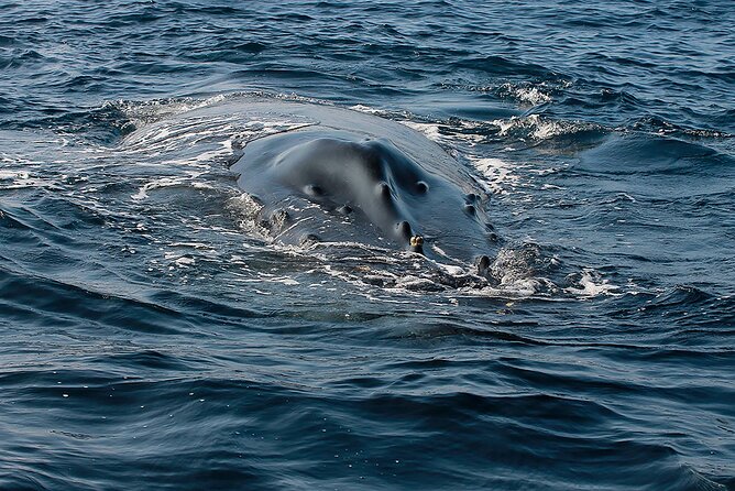 Whale Watching Guaranteed Experience in Puerto Vallarta - Who this tour is best for in Puerto Vallarta