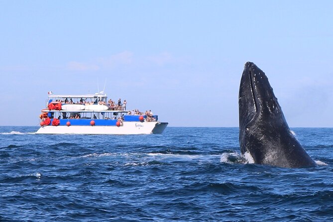 Whale Watching in Puerto Vallarta - Why humpbacks in Banderas Bay feel so close
