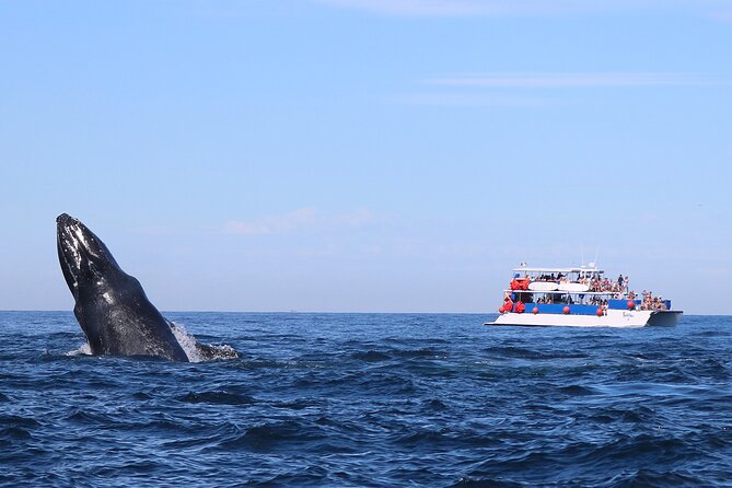 Whale Watching in Puerto Vallarta - Price and value: $99 plus the MX$40 admission fee