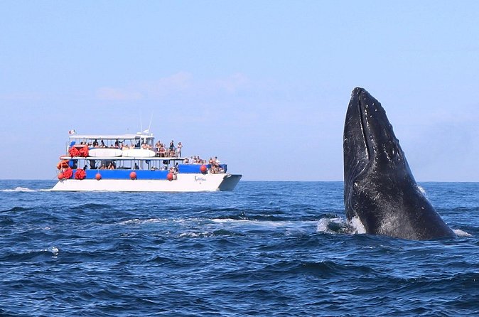Whale Watching in Puerto Vallarta - Bay of Banderas: what you’re actually looking for