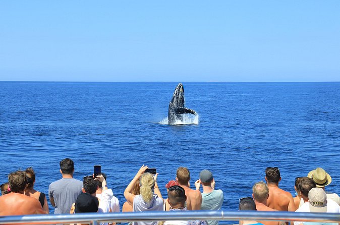 Whale Watching in Puerto Vallarta - Rules that protect wildlife and keep port security smooth