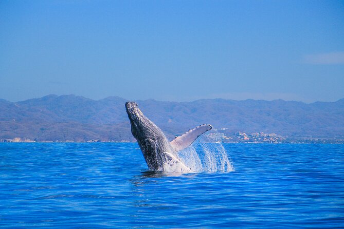 Whale Watching in Puerto Vallarta - On board: expert-led whale spotting with a party-friendly vibe
