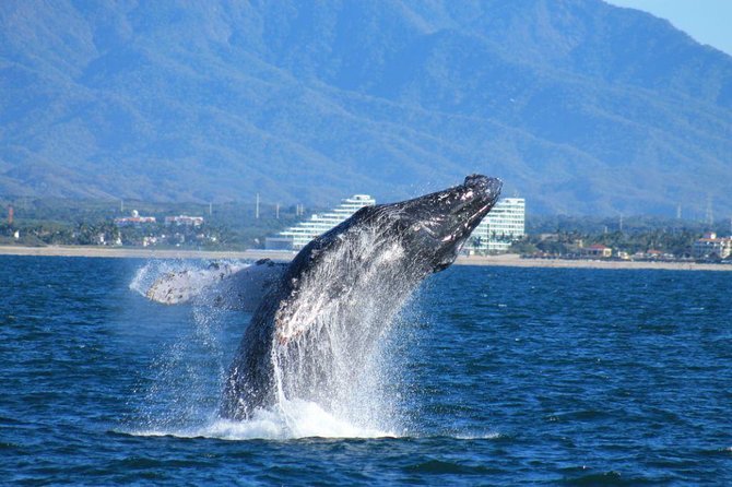 Whale Watching The Best Of Puerto Vallarta - Key things I think are worth your attention