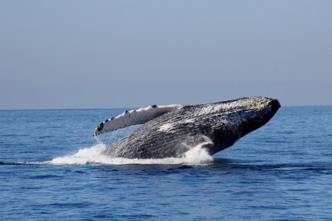 Whale Watching The Best Of Puerto Vallarta - Entering Banderas Bay’s whale season (and why timing matters)