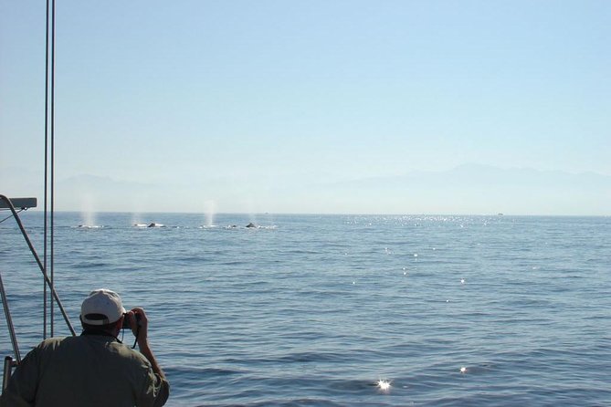 Whale Watching The Best Of Puerto Vallarta - Snacks, drinks, and the small-group advantage you’ll feel