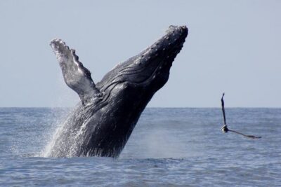 Whale Watching The Best Of Puerto Vallarta - The 3.5-hour whale search: what happens on the water