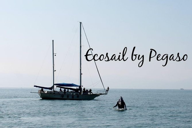 Whale Watching The Best Of Puerto Vallarta - Price and value: how $99 breaks down with the added fees