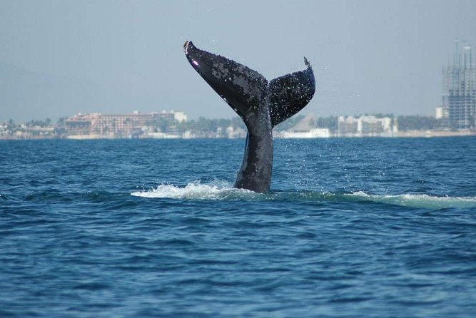 Whale watching tour - Key Highlights You’ll Care About