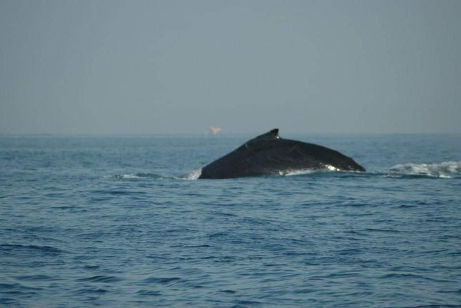 Whale watching tour - Banderas Bay Is the Right Place at the Right Time