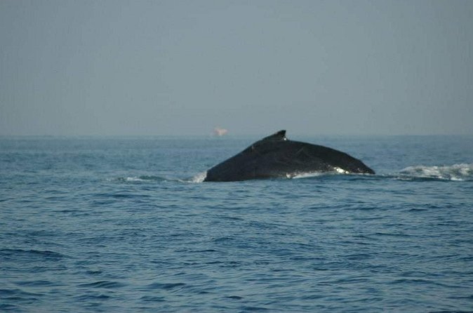 Whale watching tour - What’s Included vs. What Costs Extra