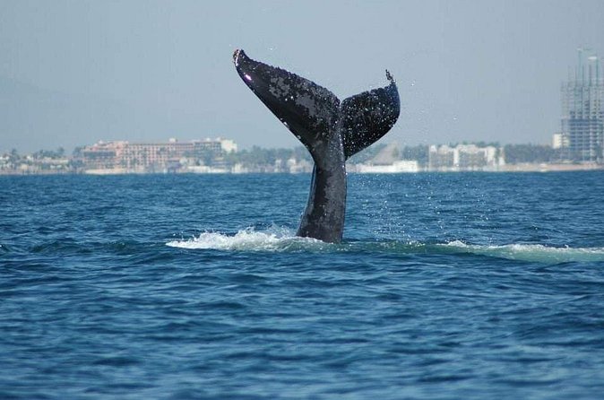 Whale watching tour - Comfort on a Stroller-Accessible Private Boat