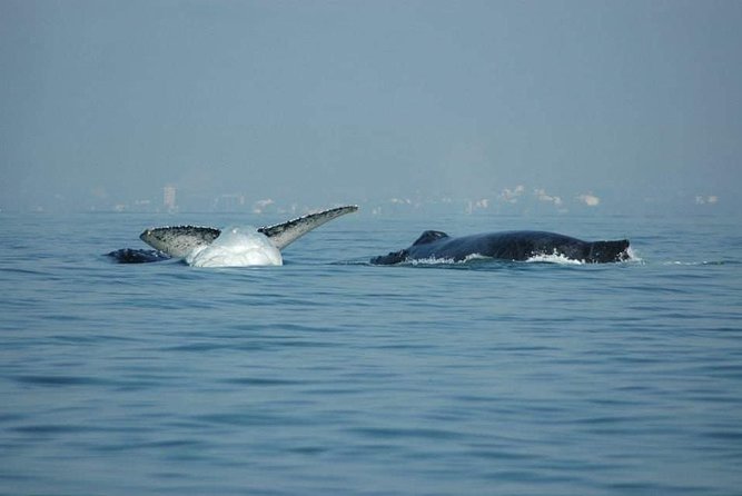 Whale watching tour - Likely Weather and Marine Reality: The Part You Can’t Control